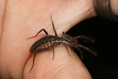 Solpugidae