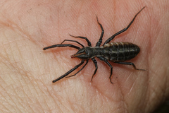 Solpugidae