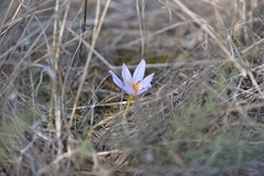 Crocus thomasii
