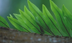 Microgramma squamulosa