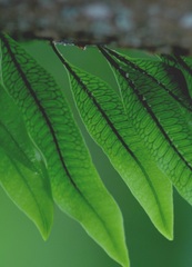 Microgramma squamulosa