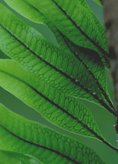 Microgramma squamulosa