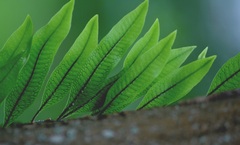 Microgramma squamulosa