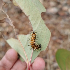 Kaniska canace