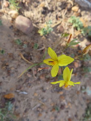 Cyanella lutea