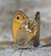 Coenonympha dorus