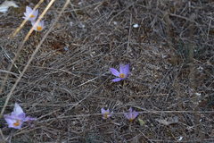 Crocus thomasii