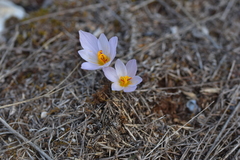 Crocus thomasii