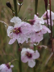 Sopubia mannii var. tenuifolia image