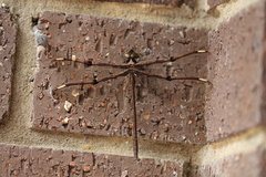 Telephlebia godeffroyi