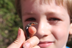 Acritoscincus platynotus