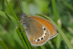 Coenonympha gardetta