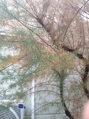 Tamarix chinensis