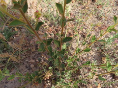 Podalyria burchellii