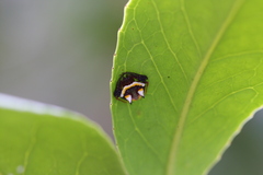 Poecilopachys australasia