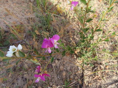 Podalyria burchellii