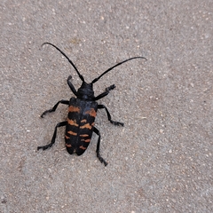 Ceroplesis capensis