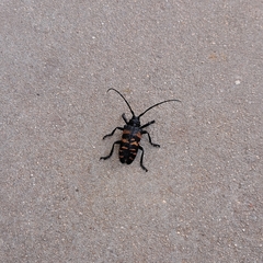 Ceroplesis capensis
