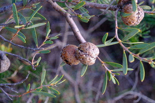 Image of Hakea incrassata by (c) Peter Crowcroft, some rights reserved (CC BY)