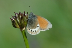 Coenonympha gardetta