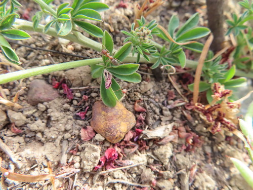 Image of Indigofera digitata by (c) linkie, some rights reserved (CC BY)