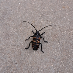 Ceroplesis capensis