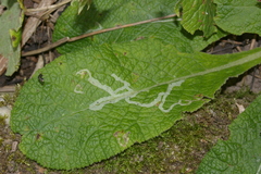 Phytomyza primulae