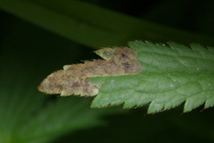 Phytomyza astrantiae