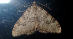 Nebula ibericata