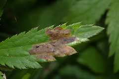 Phytomyza astrantiae