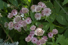 Phytomyza astrantiae