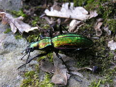 Carabus rutilans