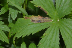 Phytomyza astrantiae