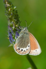 Coenonympha gardetta