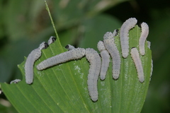 Phymatocera aterrima