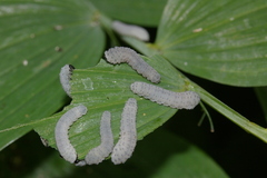 Phymatocera aterrima