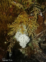 Hylocomium splendens