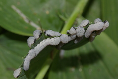 Phymatocera aterrima