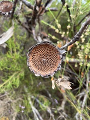 Protea susannae
