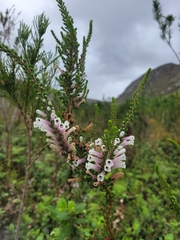 Erica perspicua perspicua