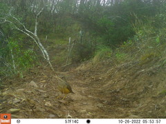 Turdus olivaceus olivaceus