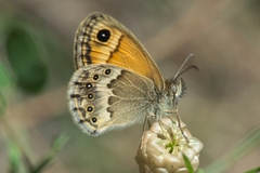 Coenonympha thyrsis