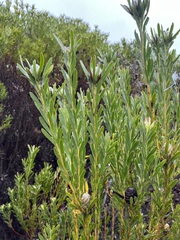 Leucadendron meridianum