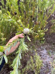 Leucadendron meridianum