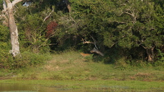Panthera pardus kotiya