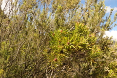 Leucadendron eucalyptifolium