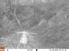 Turdus olivaceus olivaceus