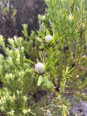 Leucadendron meridianum