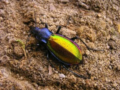 Carabus hispanus