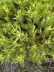 Leucadendron meridianum